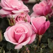 Kép 3/3 - Rosa 'Milrose' - rózsaszín - virágágyi floribunda rózsa