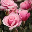 Rosa 'Milrose' - rózsaszín - virágágyi floribunda rózsa