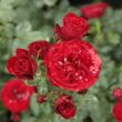 Rosa 'Dalli Dalli®' - vörös - virágágyi floribunda rózsa