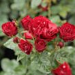 Kép 3/3 - Rosa 'Dalli Dalli®' - vörös - virágágyi floribunda rózsa