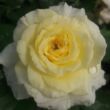 Kép 1/3 - Rosa 'Tandinadi' - sárga - virágágyi floribunda rózsa