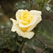 Kép 3/3 - Rosa 'Tandinadi' - sárga - virágágyi floribunda rózsa