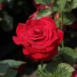 Kép 1/3 - Rosa 'Nina Weibull®' - vörös - virágágyi floribunda rózsa