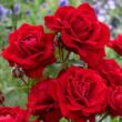 Rosa 'Nina Weibull®' - vörös - virágágyi floribunda rózsa
