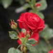 Kép 3/3 - Rosa 'Nina Weibull®' - vörös - virágágyi floribunda rózsa