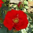 Kép 1/3 - Rosa 'Fred Loads™' - vörös - virágágyi floribunda rózsa