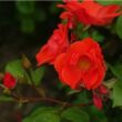 Rosa 'Fred Loads™' - vörös - virágágyi floribunda rózsa