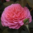 Kép 1/3 - Rosa 'First Edition™' - rózsaszín - virágágyi floribunda rózsa