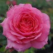 Kép 2/3 - Rosa 'First Edition™' - rózsaszín - virágágyi floribunda rózsa