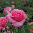 Kép 3/3 - Rosa 'First Edition™' - rózsaszín - virágágyi floribunda rózsa