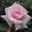 Kép 1/3 - Rosa 'Felberg's Rosa Druschki' - rózsaszín - parkrózsa