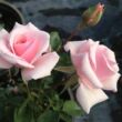 Rosa 'Felberg's Rosa Druschki' - rózsaszín - parkrózsa