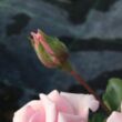 Kép 3/3 - Rosa 'Felberg's Rosa Druschki' - rózsaszín - parkrózsa