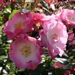 Kép 2/3 - Rosa 'Regensberg™' - rózsaszín - fehér - virágágyi floribunda rózsa