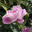 Kép 3/3 - Rosa 'Regensberg™' - rózsaszín - fehér - virágágyi floribunda rózsa