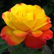 Kép 1/3 - Rosa 'Samba®' - sárga - vörös - virágágyi floribunda rózsa