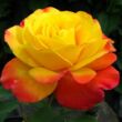 Kép 1/3 - Rosa 'Samba®' - sárga - vörös - virágágyi floribunda rózsa