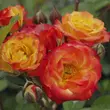 Kép 2/3 - Rosa 'Samba®' - sárga - vörös - virágágyi floribunda rózsa