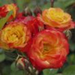 Kép 2/3 - Rosa 'Samba®' - sárga - vörös - virágágyi floribunda rózsa