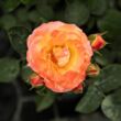 Kép 3/3 - Rosa 'Samba®' - sárga - vörös - virágágyi floribunda rózsa