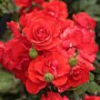 Rosa 'Satchmo' - vörös - virágágyi floribunda rózsa