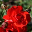 Kép 3/3 - Rosa 'Satchmo' - vörös - virágágyi floribunda rózsa