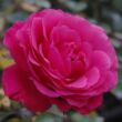 Kép 1/3 - Rosa 'Tom Tom™' - rózsaszín - virágágyi floribunda rózsa