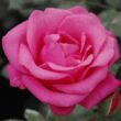 Rosa 'Tom Tom™' - rózsaszín - virágágyi floribunda rózsa