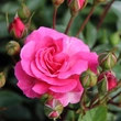 Kép 3/3 - Rosa 'Tom Tom™' - rózsaszín - virágágyi floribunda rózsa
