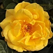 Kép 1/3 - Rosa 'Goldbeet' - sárga - virágágyi floribunda rózsa