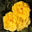 Kép 2/3 - Rosa 'Goldbeet' - sárga - virágágyi floribunda rózsa