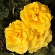 Rosa 'Goldbeet' - sárga - virágágyi floribunda rózsa