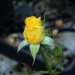 Rosa 'Goldbeet' - sárga - virágágyi floribunda rózsa