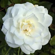 Kép 1/3 - Rosa 'Schneewittchen®' - fehér - parkrózsa
