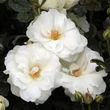 Kép 2/3 - Rosa 'Schneewittchen®' - fehér - parkrózsa