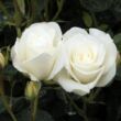 Kép 3/3 - Rosa 'Schneewittchen®' - fehér - parkrózsa