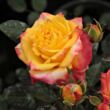 Kép 1/3 - Rosa 'Rumba ®' - vörös - sárga - virágágyi floribunda rózsa