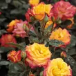 Kép 2/3 - Rosa 'Rumba ®' - vörös - sárga - virágágyi floribunda rózsa
