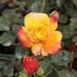Rosa 'Rumba ®' - vörös - sárga - virágágyi floribunda rózsa