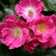 Kép 2/3 - Rosa 'Ännchen Müller' - rózsaszín - talajtakaró rózsa