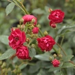 Kép 3/3 - Rosa 'Ännchen Müller' - rózsaszín - talajtakaró rózsa