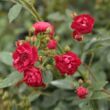 Kép 3/3 - Rosa 'Ännchen Müller' - rózsaszín - talajtakaró rózsa
