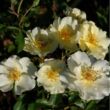 Kép 2/3 - Rosa 'Pimprenelle™' - sárga - talajtakaró rózsa