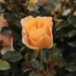Rosa 'Pimprenelle™' - sárga - talajtakaró rózsa