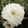 Kép 1/3 - Rosa 'Alba Meillandina®' - fehér - talajtakaró rózsa