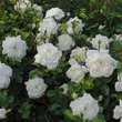Kép 2/3 - Rosa 'Alba Meillandina®' - fehér - talajtakaró rózsa