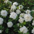 Rosa 'Alba Meillandina®' - fehér - talajtakaró rózsa
