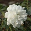 Kép 3/3 - Rosa 'Alba Meillandina®' - fehér - talajtakaró rózsa