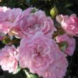 Kép 1/3 - Rosa 'The Fairy' - rózsaszín - talajtakaró rózsa