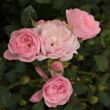 Kép 2/3 - Rosa 'The Fairy' - rózsaszín - talajtakaró rózsa